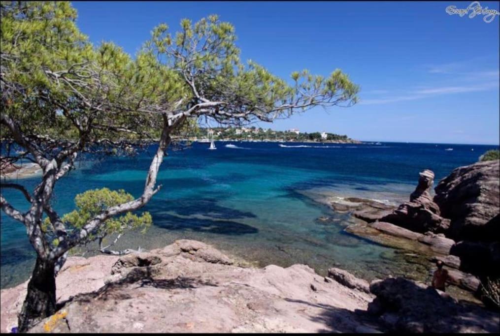 Chaleureux Appartement Face Au Port Sta Lucia, Tout A Pieds, Wifi Saint-Raphaël Dış mekan fotoğraf